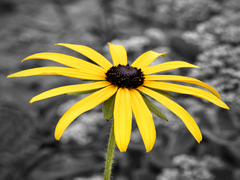 Одинока квітка