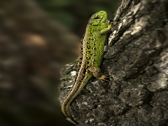 Відпочинок на дереві