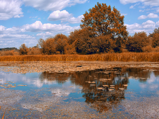 Золоте літо