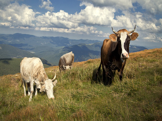 Карпати, Говерла