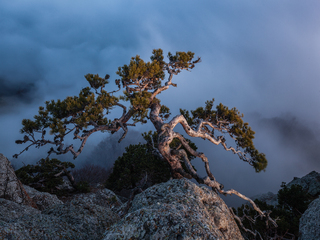 Крымский бонсай.