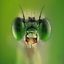 green dragonfly