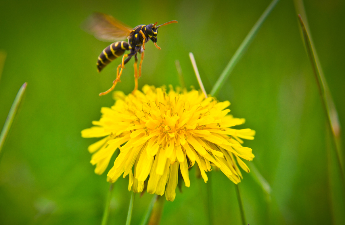 Прошу посадку