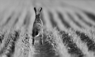 Vluchtende haas in ZwW