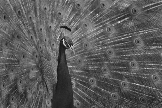 Pronkende pauw in ZwW