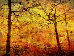 Золотая осень