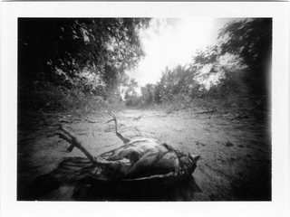 Metamorphosis (Pinhole.Polaroid)