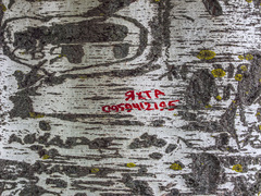 Деревороглифы или ТУТ БЫЛ Я