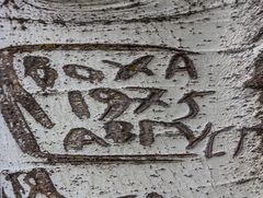 «Деревороглифы или ТУТ БЫЛ Я»