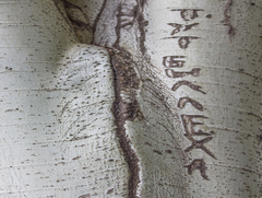 «Деревороглифы или ТУТ БЫЛ Я»