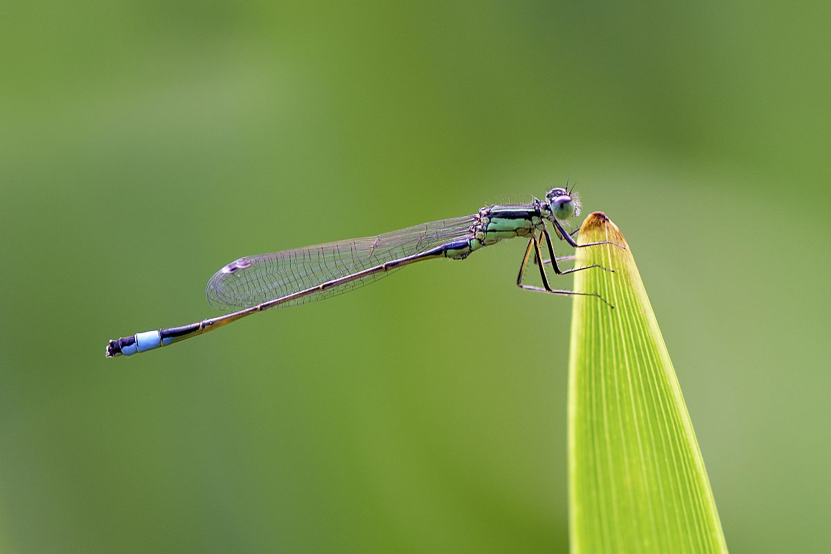Nanteuil Damselfly