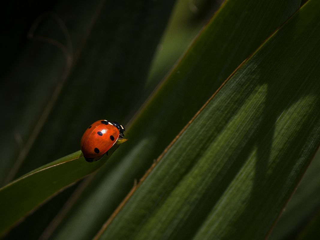 Ladybird 2