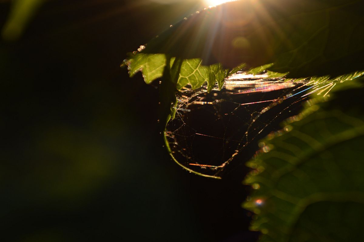 промені сонця