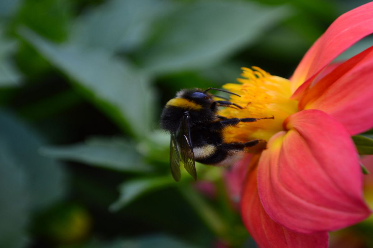 в гості до квітки