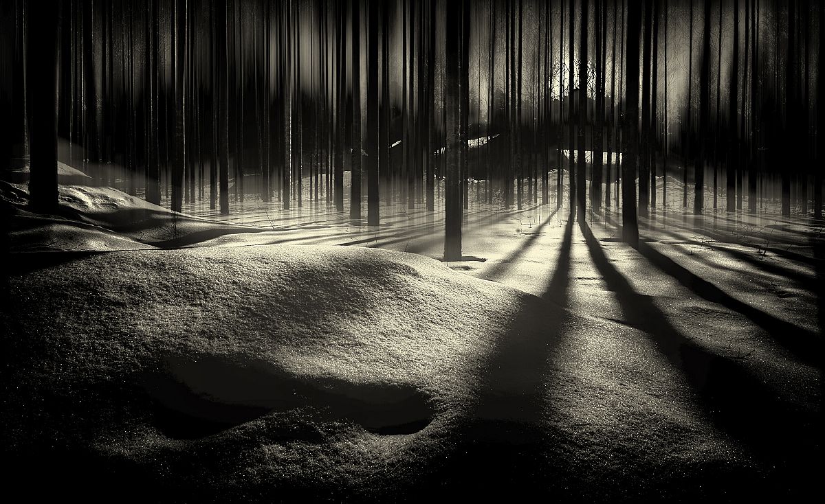 Moonlight in winterforest