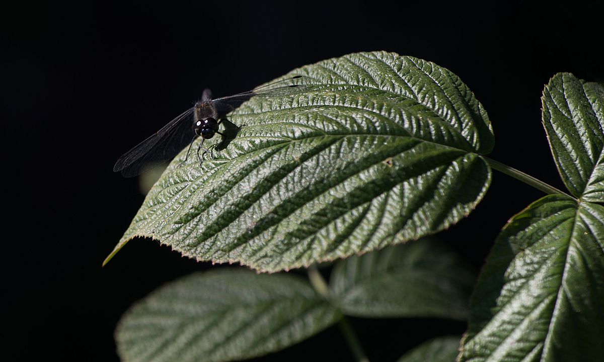 Black dragonfly
