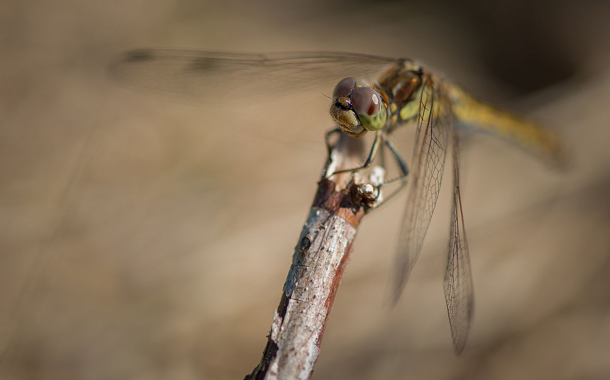 Dragonfly2