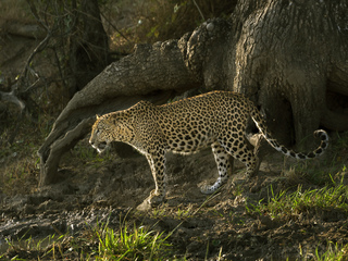 LEOPARD AT YALA