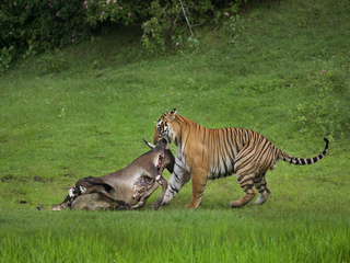 TIGER DRAGGING THE KILL
