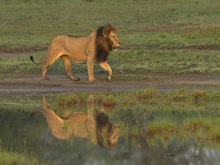 AFRICAN LION REFLECTION