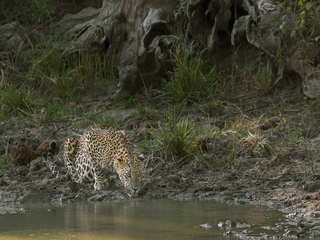THIRSTY LEOPARD
