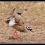 CROWNED LAPWING MATING