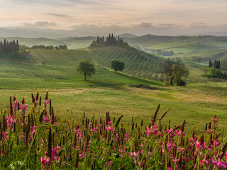 Tuscany flowers