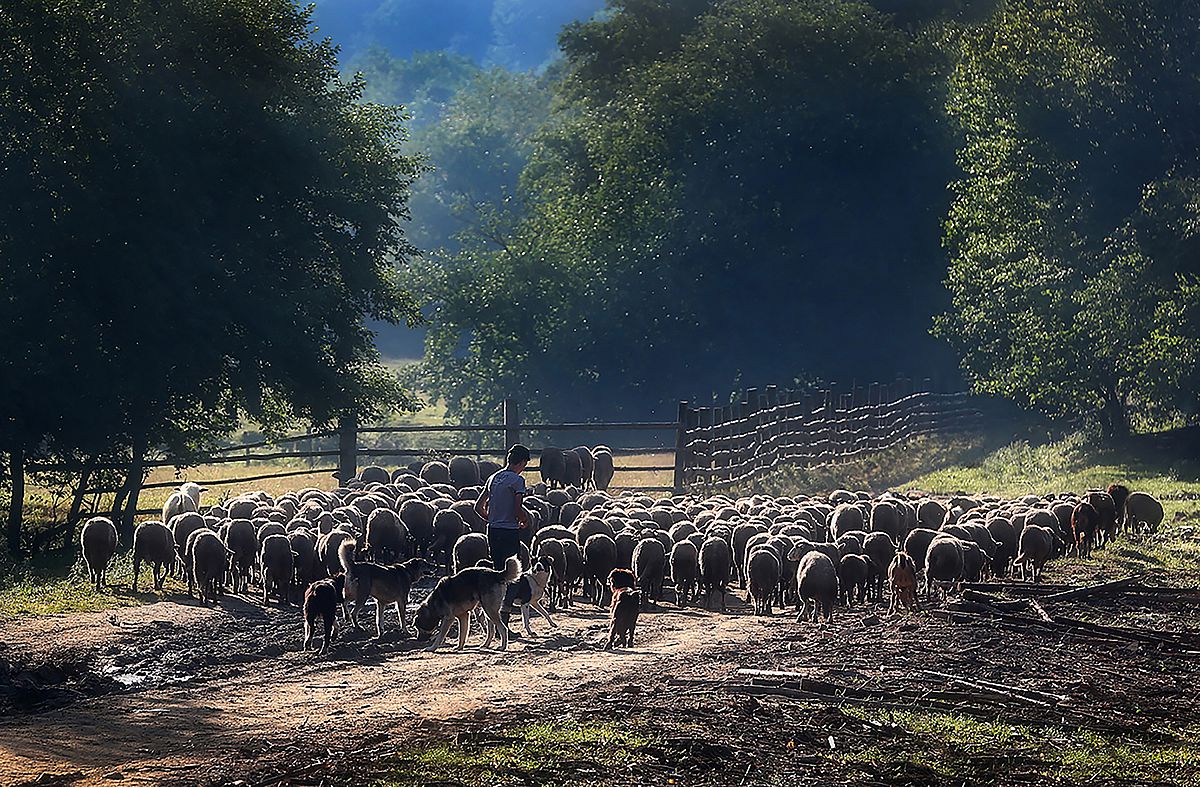 Sheep in morning light