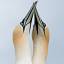 The Lovely Gannets