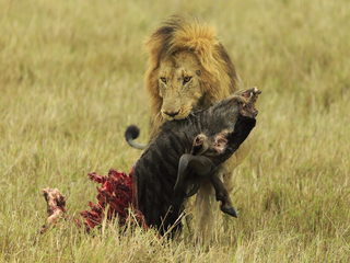 lion male carries kill