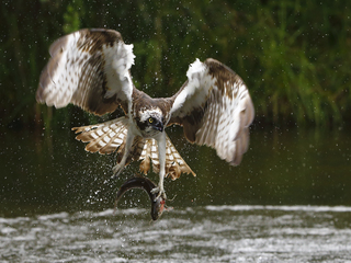 osprey with fish
