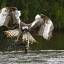 osprey with fish