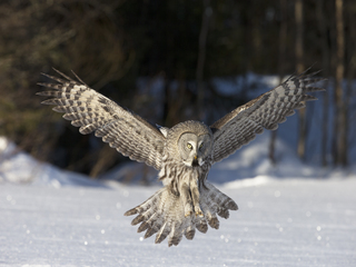 great grey owl hunting