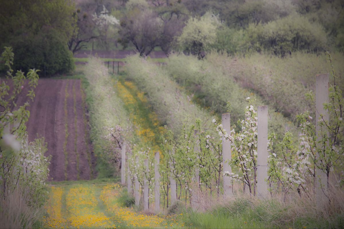 impressionistic motif-1