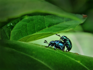 BLUE MINT BEETLE MATING