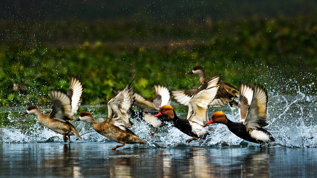 RED CRESTED POCHARD