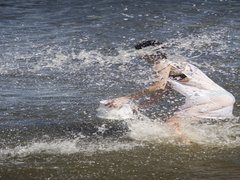 Водна битва