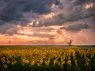 Sunflowers bathing