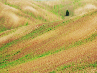 Одиноке дерево