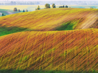 Чарівне українське поле