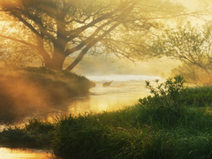 Ранкове золото