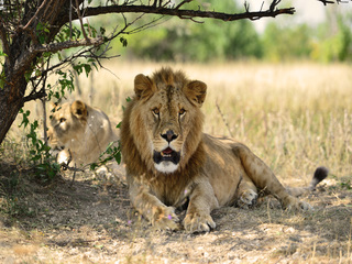 Relax in the shade of a tree