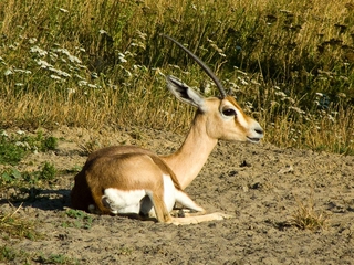 Прислухається