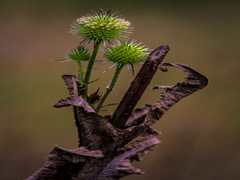 Друге дихання