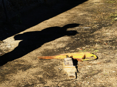 Shadow of the photographer