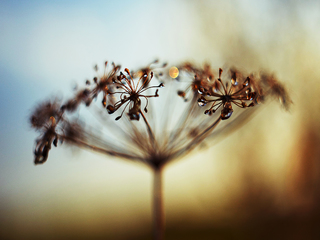 заблудилось солнышко