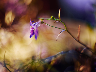 купаясь в росе