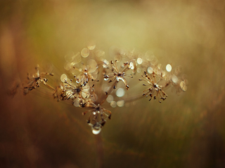 умытые росою