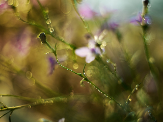 рассыпало лето бусинки в траве