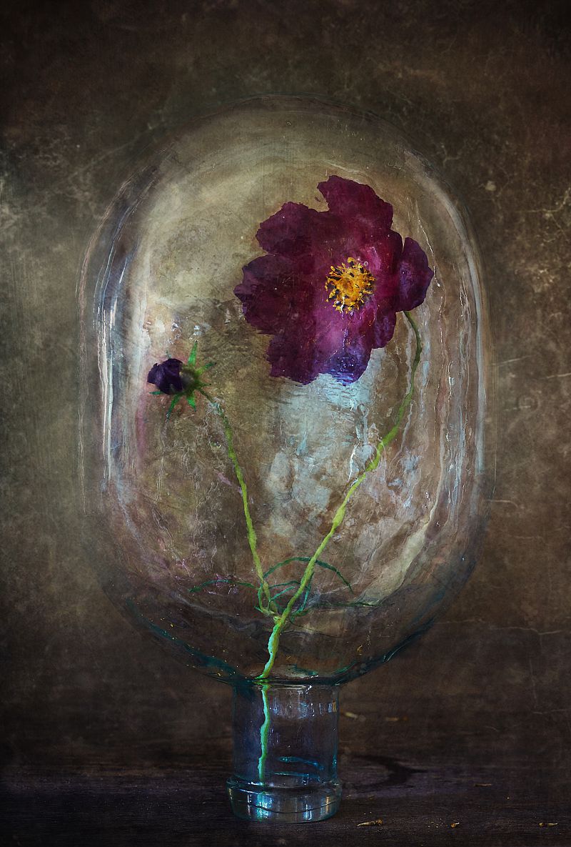 За стеклом. Кунсткамера